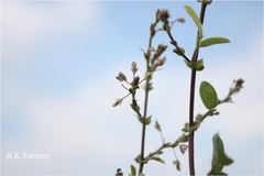 Desmodium dichotomum